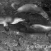 lion_sea_galapagos_cou_h_0051_ecu1133_bw.jpg